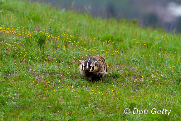 Badger