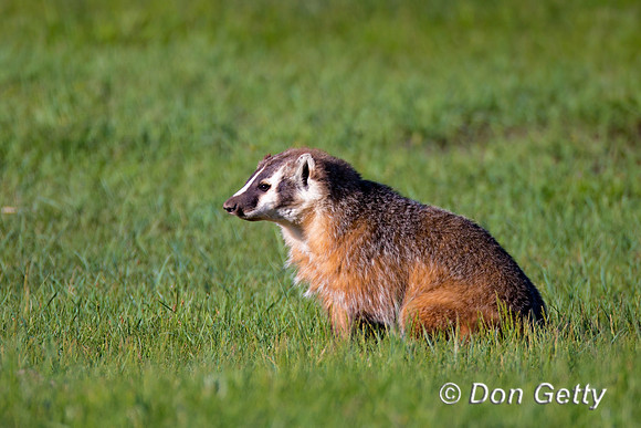 Badger