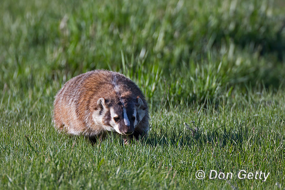 Badger