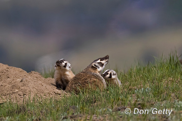 Badger