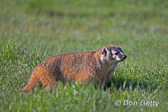 Badger