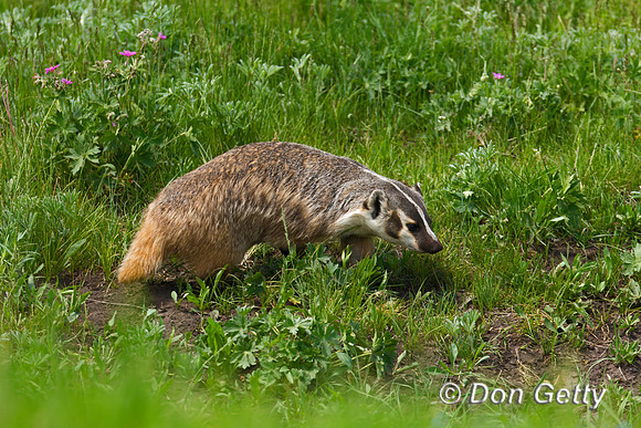 Badger