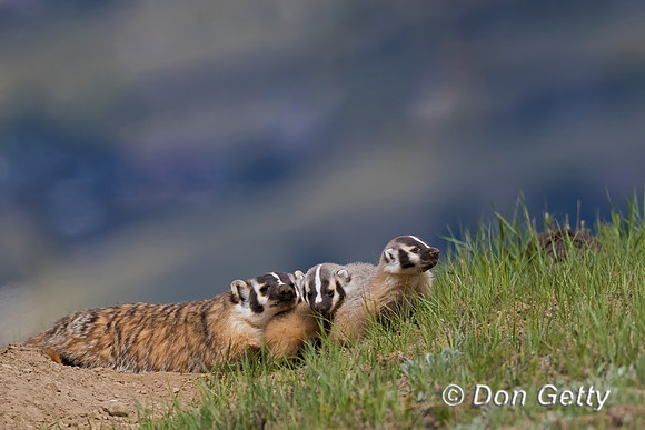 Badger