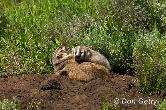Badger