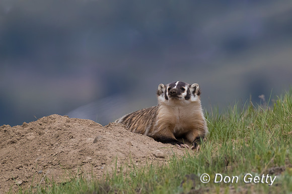 Badger