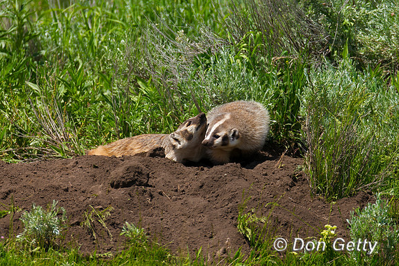 Badger
