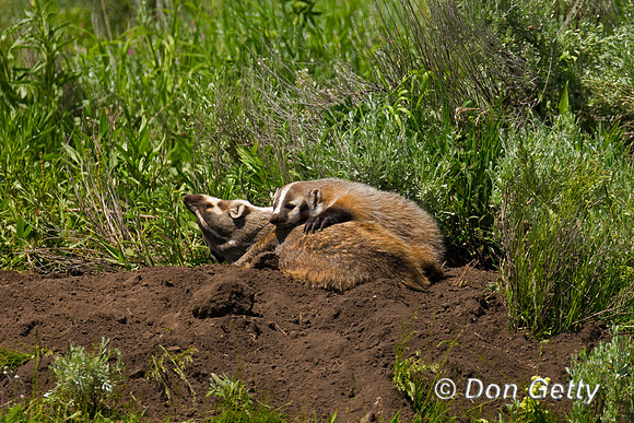 Badger