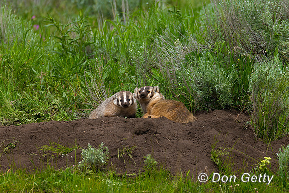 Badger