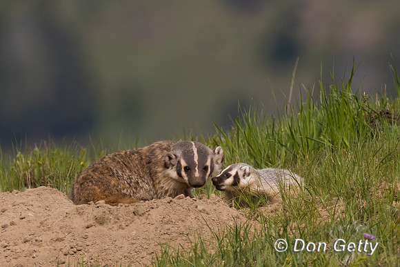 Badger