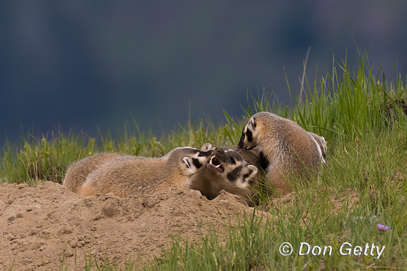 Badger