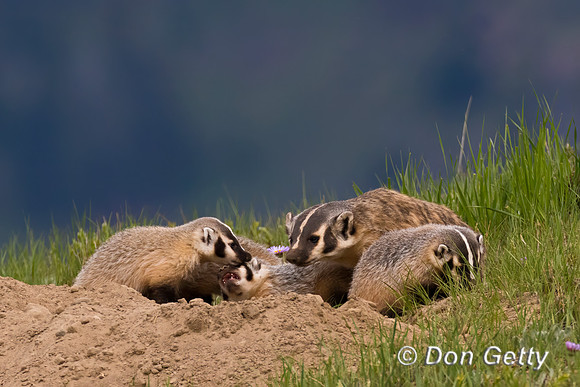 Badger