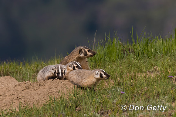 Badger