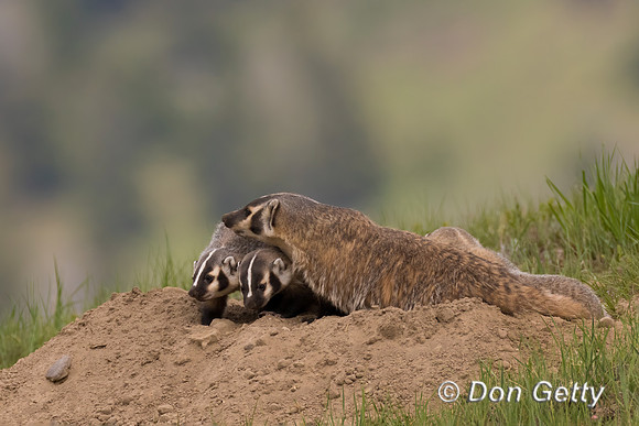 Badger