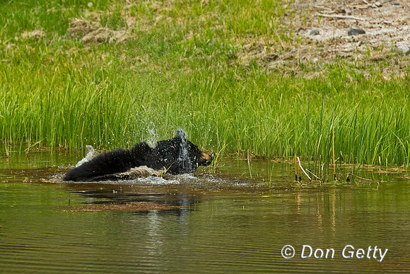 Black Bear