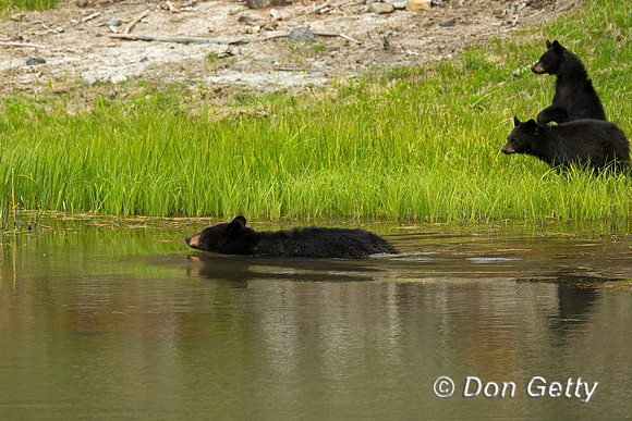 Black Bear