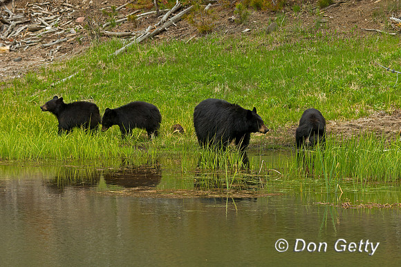 Black Bear