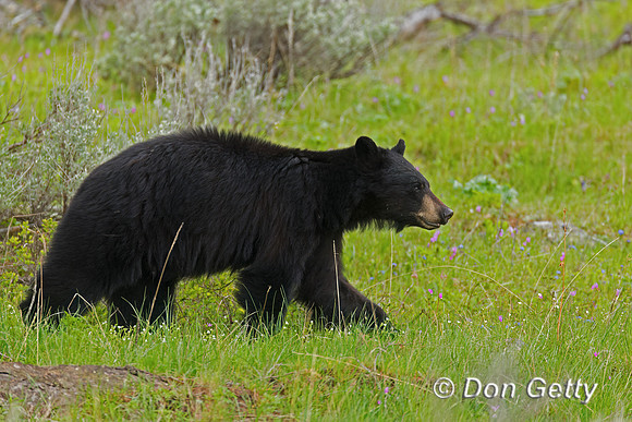 Black Bear