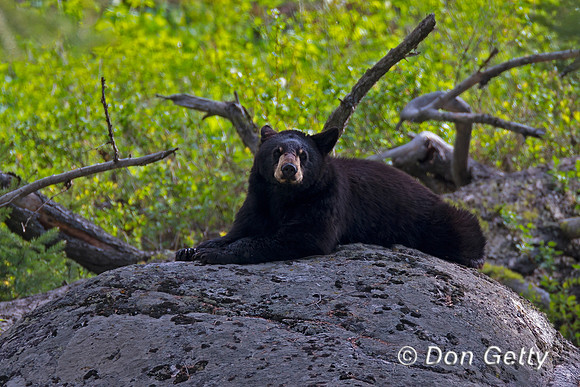 Black Bear