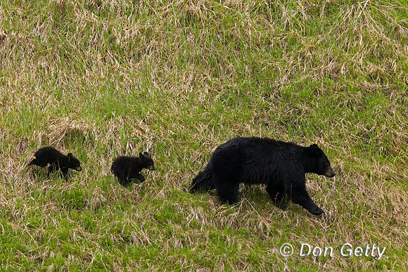 Black Bear