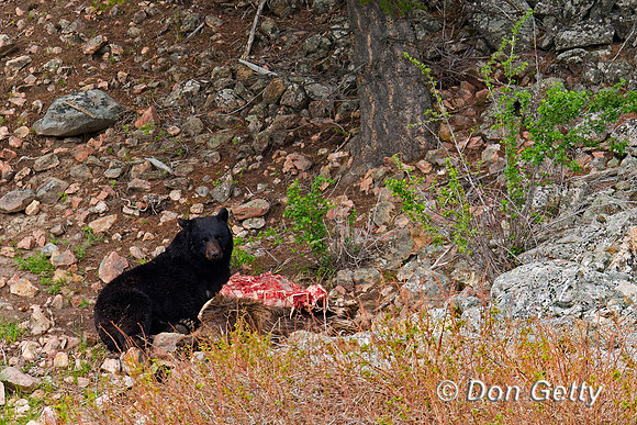 Black Bear