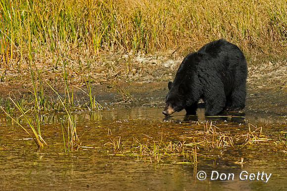 Black Bear