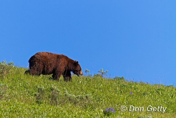 Black Bear
