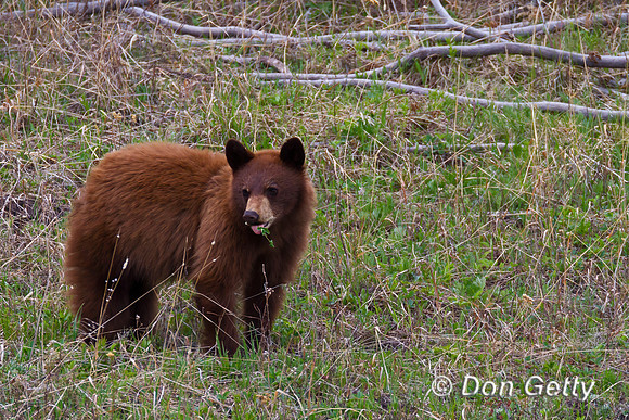 Black Bear