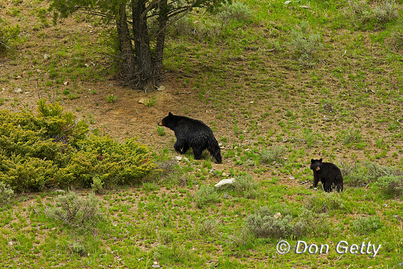 Black Bear