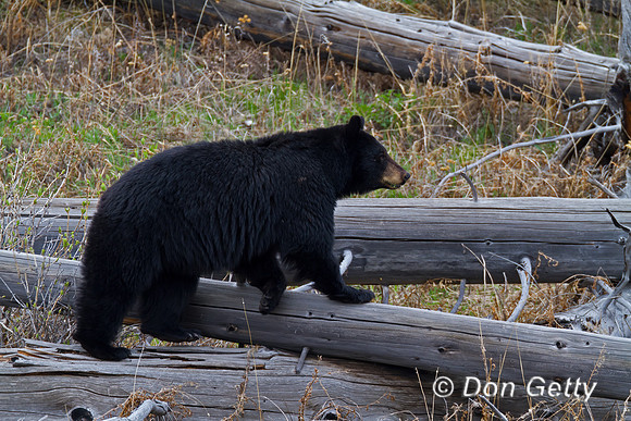 Black Bear