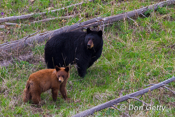 Black Bear