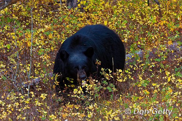 Black Bear