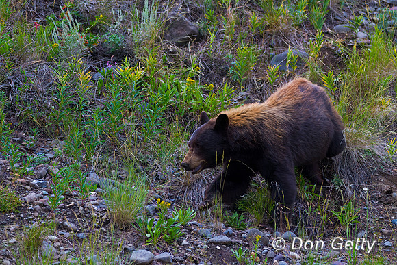 Black Bear
