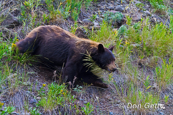Black Bear
