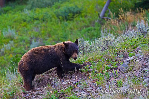 Black Bear