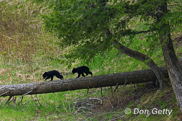 Black Bear
