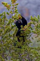 Bear, Black