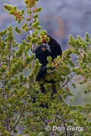 Black Bear