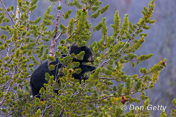 Black Bear