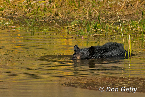 Black Bear