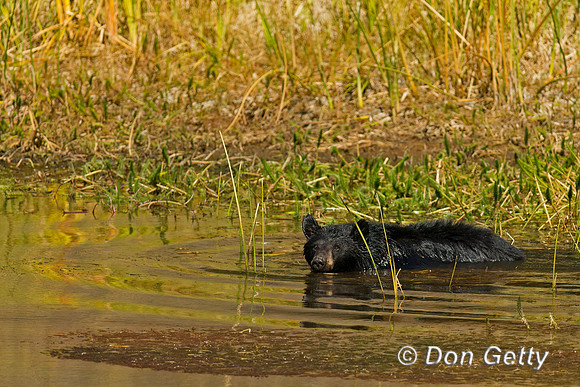 Black Bear