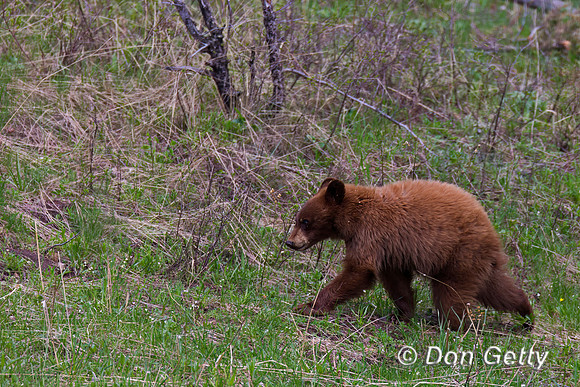 Black Bear