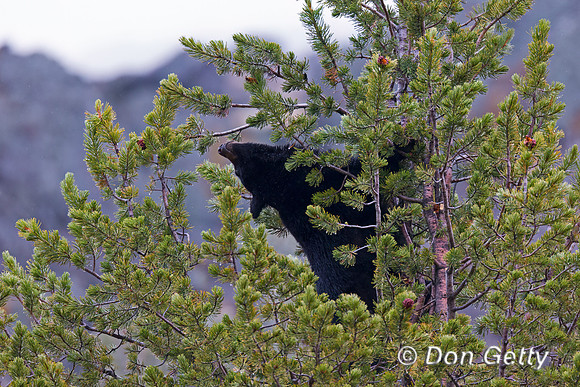 Black Bear