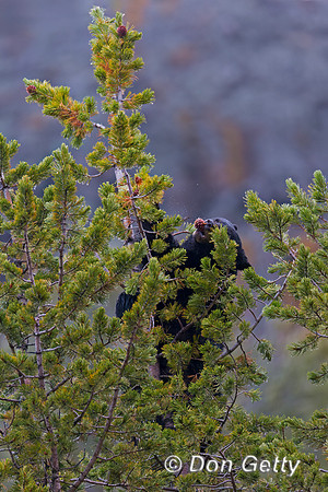 Black Bear