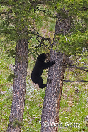 Black Bear