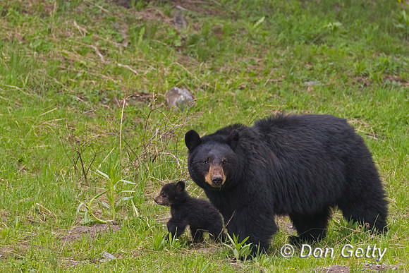 Black Bear
