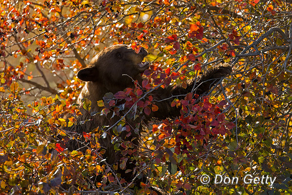 Black Bear