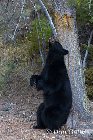 Black Bear