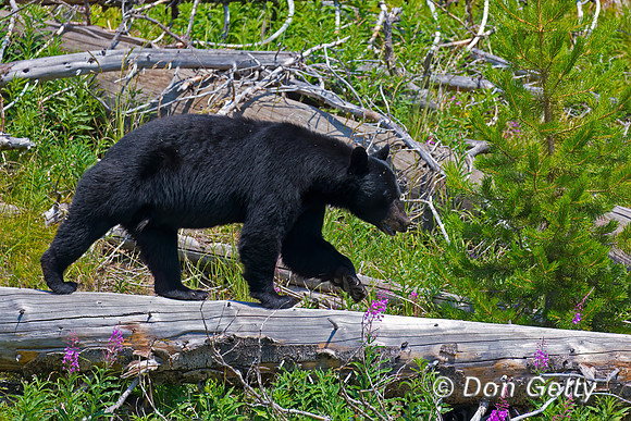Black Bear