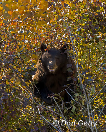 Black Bear