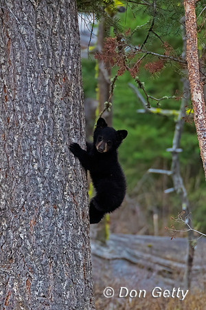 Black Bear